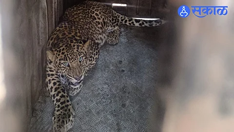 A male leopard caught in a forest department trap in the field of farmer Trimbak Bhangre