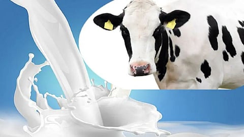 Gokul Dudh Sangh Cow Milk