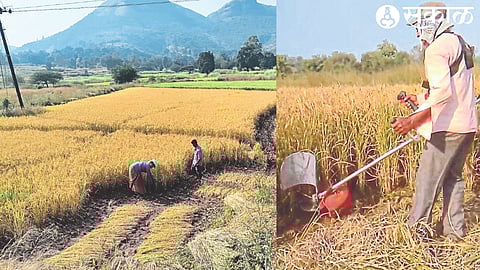 Rice harvesting