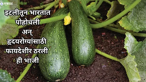 Zucchini Health Benefits