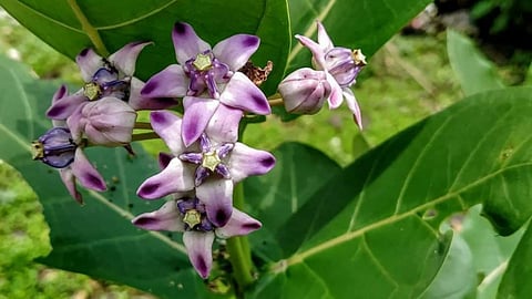 Calotropis Procera Medicinal Tree