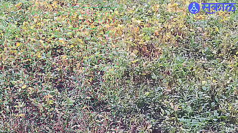 Soybeans lost due to lack of rain.