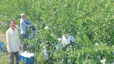 taiwan pink guava farming 83 rupees per kg income of five lakhs agriculture