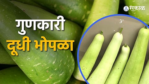 High Blood Pressure वर गुणकारी दूधी भोपळा