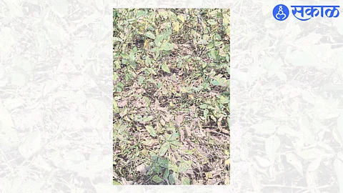 An outbreak of soybean mosaic virus in a field in Shiwar.