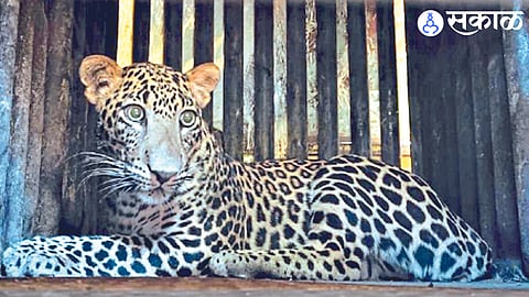 Leopard captured by forest department.