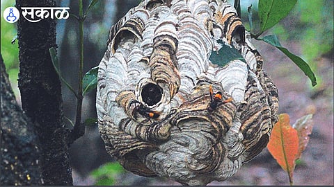 Laser Banded Hornet fly built nest of wood pulp in Harsul forest nashik news
