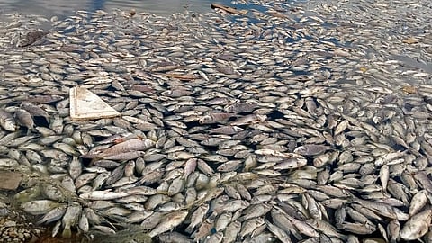 Chemical effluents companies in ponds near Pune-Solapur highway fish die biodiversity