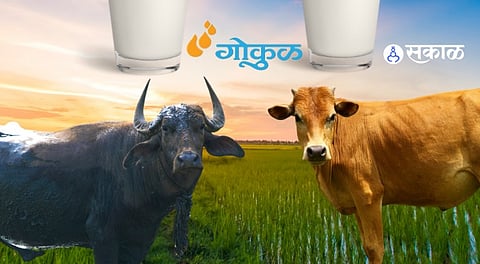 Gokul Dudh Sangh Buffalo Milk