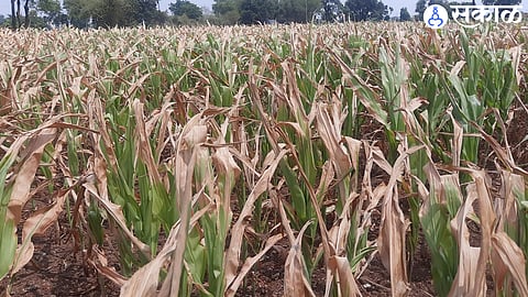 Dindori taluka and 11 revenue circle exceeds annual average rainfall nashik news