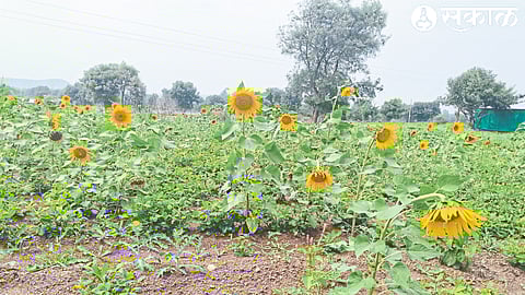 Baragaonpimpri (T.Sinnar) intercropping monsoon groundnut and sunflower in farmer Anawat's field on Sinnar-Niphad road in Shiwarat.