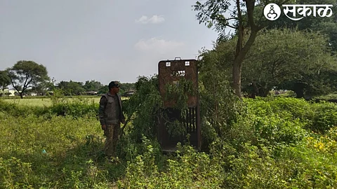 Naigaon (T.Sinnar) Find and catch leopard in the campaign in the field near primary health center on Jongaltembi road, a newly constructed cage of six cages with food for leopards.