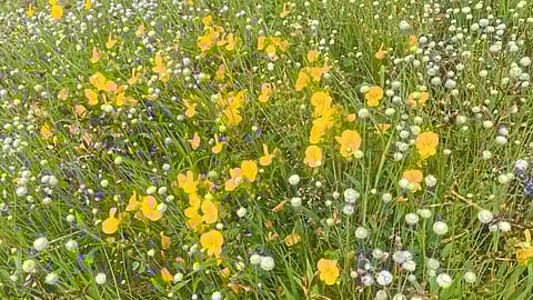 Flower Season Mahabaleshwar Bhilar Pathar