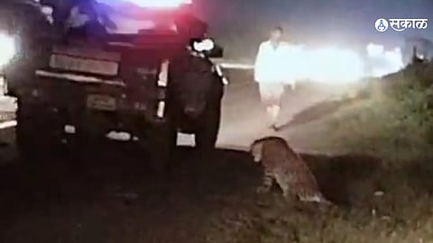 animal care hospital Injured leopard admitted to Manik Doh shelter center for treatment pune marathi news