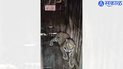 Leopard