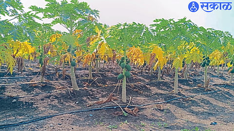 Papaya trees are turning yellow due to viral disease in many parts of the taluk.