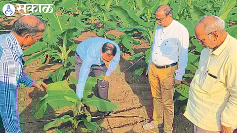 Cucumber Mosaic Virus : कुकुम्बर मोझॅक व्हायरस नियंत्रणासाठी समिती : जिल्हाधिकारी आयुष प्रसाद