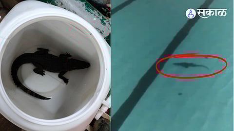 Crocodile found in Mahatma Gandhi swimming pool at Shivaji Park video goes viral mumbai marathi news