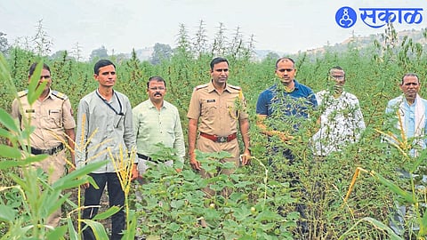 Assistant Inspector Jayesh Khalane, Sub-Inspector Krishna Patil and colleagues while confiscating ganja plants.