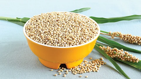 sorghum