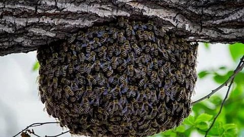 bee hive
