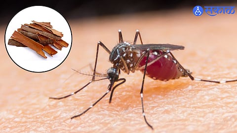 Dengue-Malaria Home Remedies
