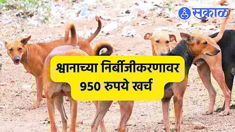 Dogs Sterilization:श्वानाच्या निर्बीजीकरणाचे 'कागदोपत्री घोडे'! एका श्वानावर ९५० रुपयांचा खर्च, देखरेख समिती अद्याप कागदावरच