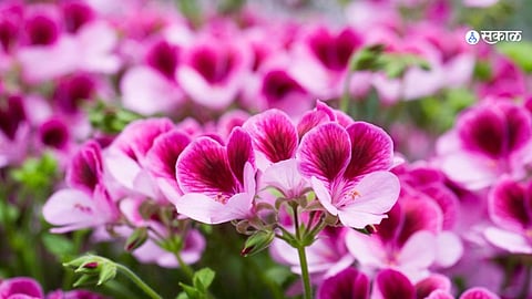 फुलांच्या गावात दरवळतोय ''जिरॅनियम''चा सुगंध