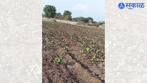 Dried soybeans in the field due to lack of water