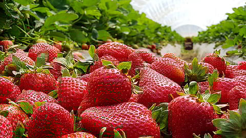 Strawberry Crop in Mahabaleshwar
