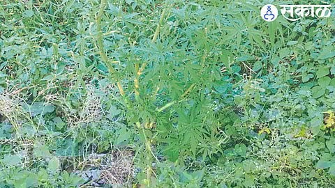 Ganja trees growing under Janakumbh in Pinjarghat area