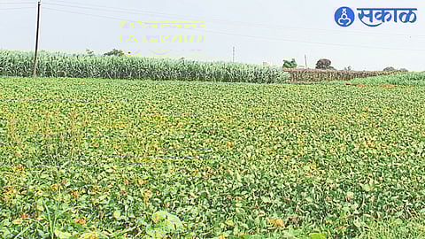 Pachore Vani (Ta. Niphad) A soybean crop that has turned yellow due to adverse weather conditions.