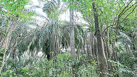 Palm Large-scale cultivation in ghats including Teravan-Medha Banned in Tamil Nadu Andhra