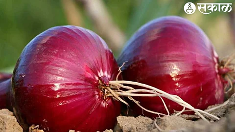 bangalore rose onion