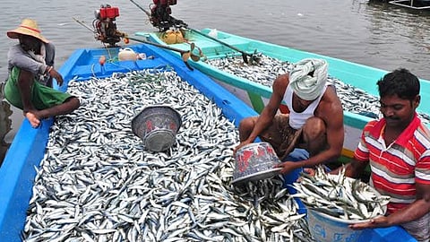 Fisheries Sector