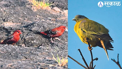 Arrival of foreign visitors in Niphad and Nandur Madhyameshwar area nashik news