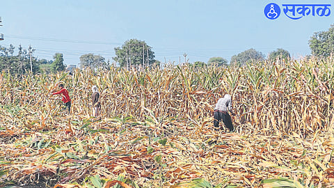 Nashik Agriculture News : मका सोंगणी करून देतो, पण चारा आम्हाला द्या! मका वाळल्याने काढणीला महाग