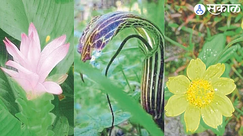 rare flower in Igatpuri Trimbakeshwar taluka herb garden nashik news
