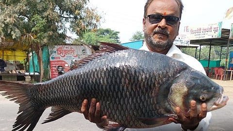 12kg fish