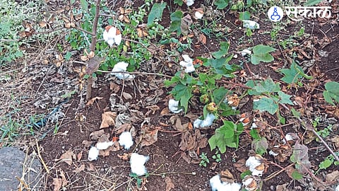 Cotton bolls lying on the ground in fields due to stormy, unseasonal rains.