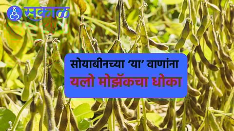 Soybean Yellow Mosaic: सोयाबीनच्या 'या' वाणांवर होतोय येलो मोझॅकचा हल्ला, 'करपा' रोगानेही वाढवली डोकेदुखी