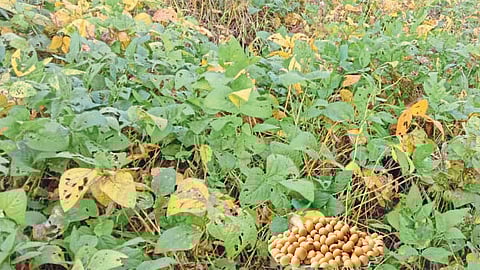 Soybean