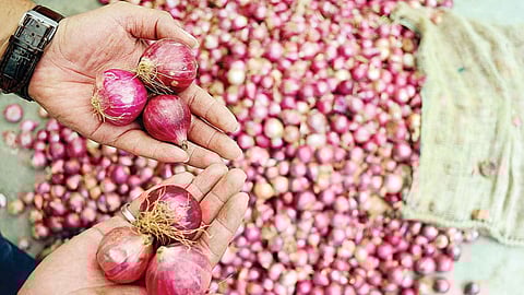 Onion Prices Hike