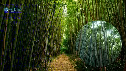 Bambu Farming: बांबू प्रकल्पातून २५० कुटुंबांना मिळाला रोजगार; १९ एकरात बांबूलागवड