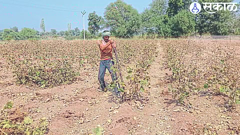 Farmers uprooting cotton crop from horticultural farmers in Malpur Shiwar area.