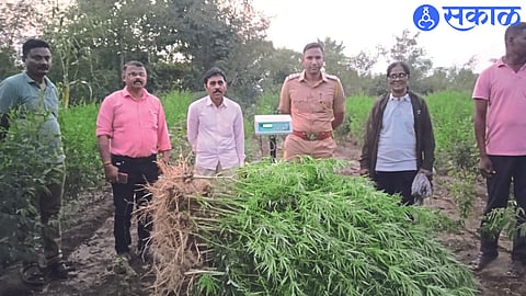 Assistant Inspector Jayesh Khalane and associates with seized ganja.