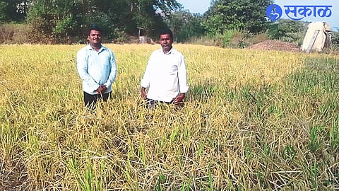 According to Bhaskar while showing Indrayani paddy farming in organic method. Neighbor Kiran Musle