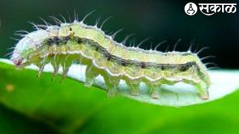 bollworm on cotton crop