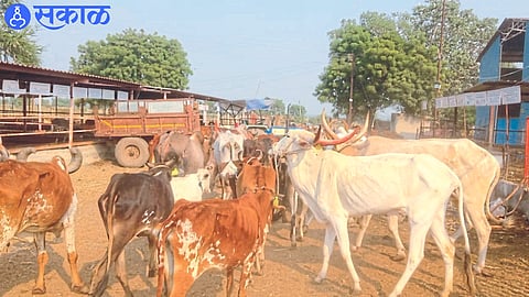 Nilgavhan Goshala appeal farmers to not sell animal nashik news