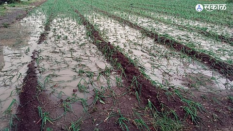 due to unseasonal rains in taluka caused extensive damage to onion tur jalgaon news